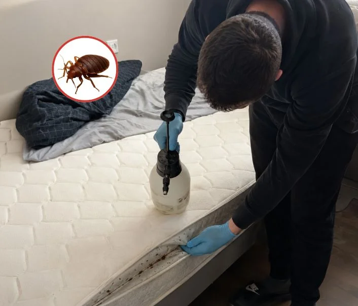 Technicien traitant un matelas contre les punaises de lit à Hardricourt